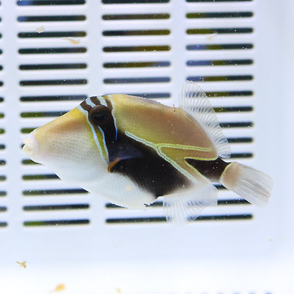 タスキモンガラ 4-6cm±! 海水魚 モンガラ 餌付け15時までのご注文で当日発送(t119【モンガラ】