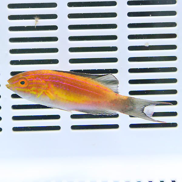 ツキノワイトヒキベラ  6-8cm!海水魚 ベラ 15時までのご注文で当日発送(t122