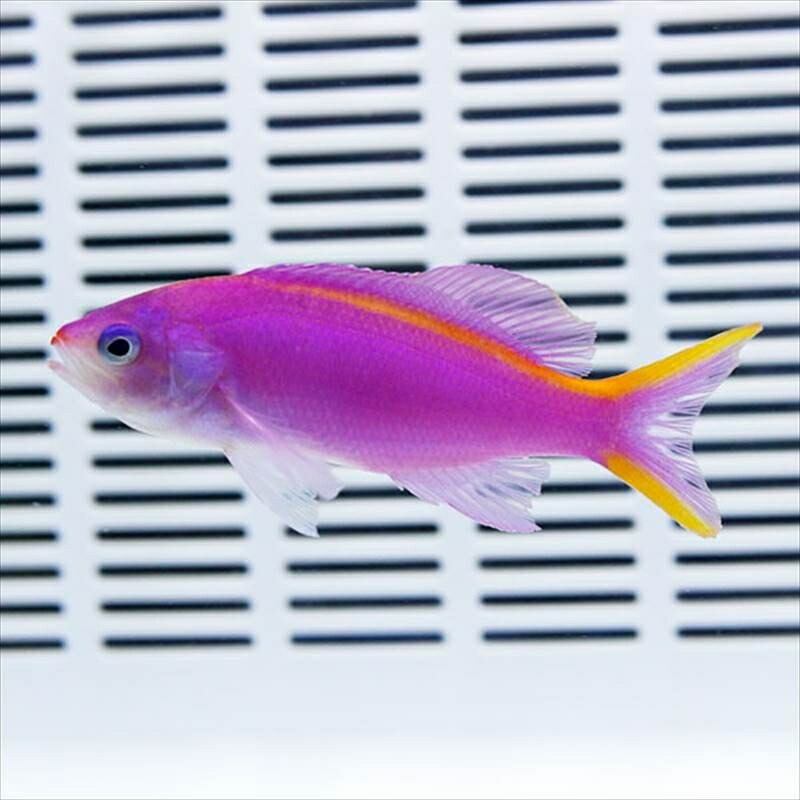 パープルクィーンアンティアス イエローライン 1匹 5-7cm±!海水魚 ハナダイ 15時までのご注文で当日発送(t118