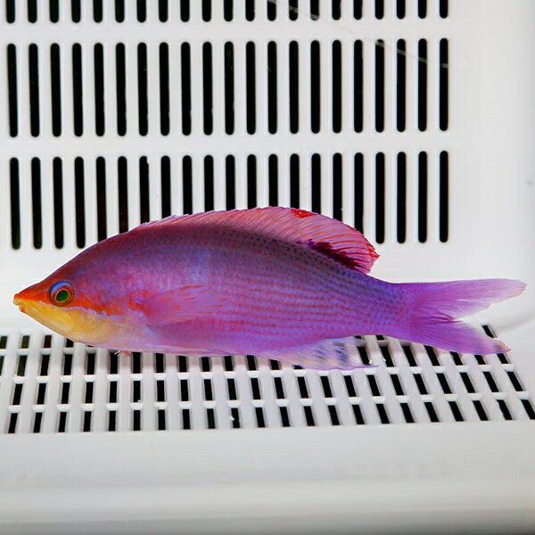 パープルクィーンアンティアス オス  6-8cm±!海水魚 ハナダイ 15時までのご注文で当日発送(t118