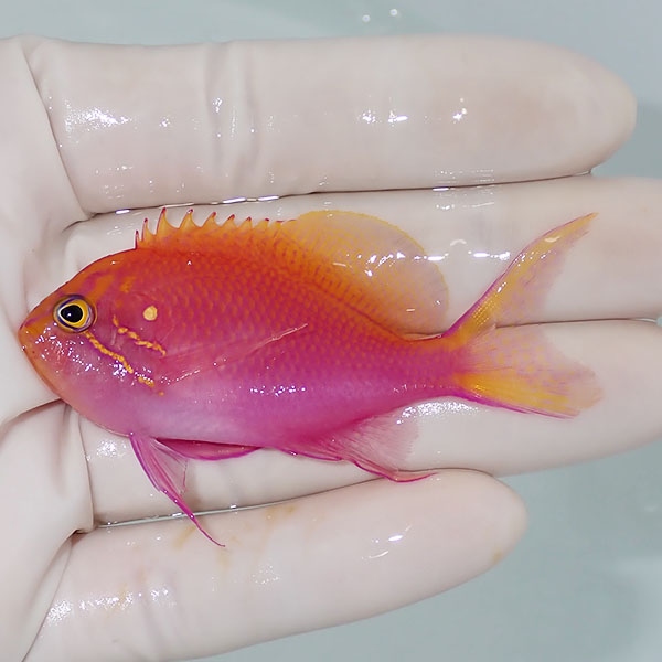 【現物1】ハナゴンベ 6.5cm±!海水魚 ハナダイ15時までのご注文で当日発送【ハナダイ】(t207