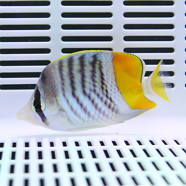 ベニオチョウ 4-6cm±! 海水魚 チョウチョウウオ 15時までのご注文で当日発送(t114