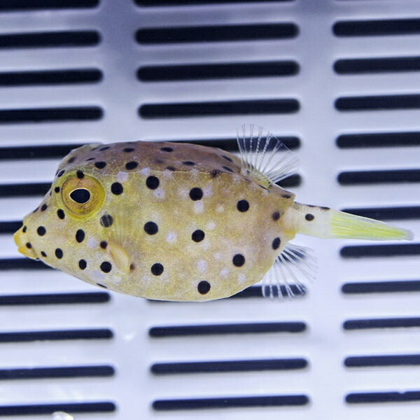 ミナミハコフグ 4-5cm±!海水魚 フグ 15時までのご注文で当日発送【ハコフグ】(t123