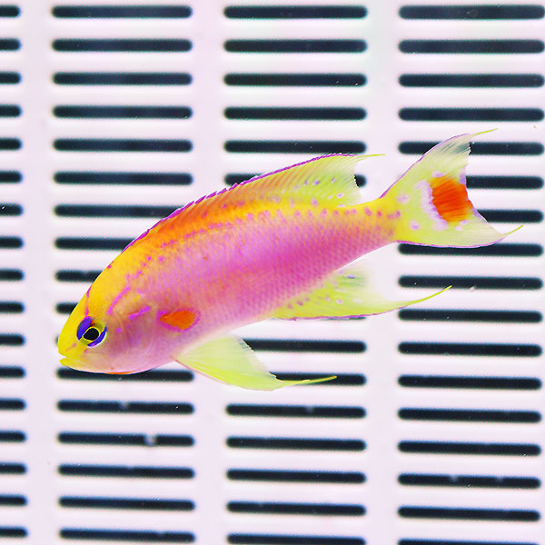 ベントラリス オス 4-6cm±! 海水魚 ハナダイ !15時までのご注文で当日発送(t118