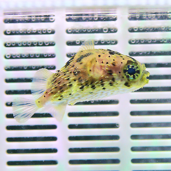 ハリセンボン  6-8cm± ! 海水魚 フグ 15時までのご注文で当日発送(t123