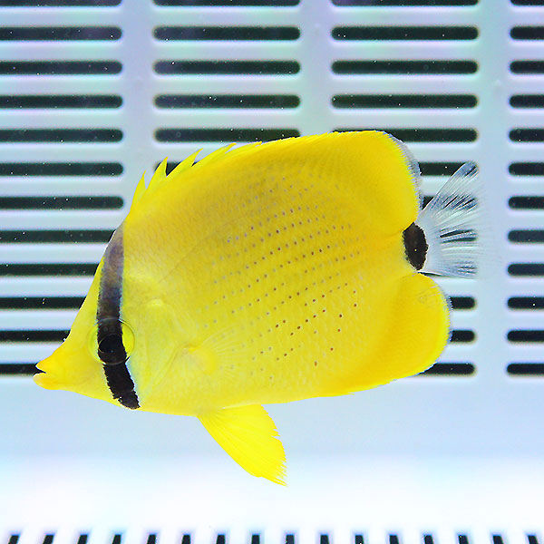 レモンチョウ 4-6cm±! 海水魚 チョウチョウウオ 15時までのご注文で当日発送(t114