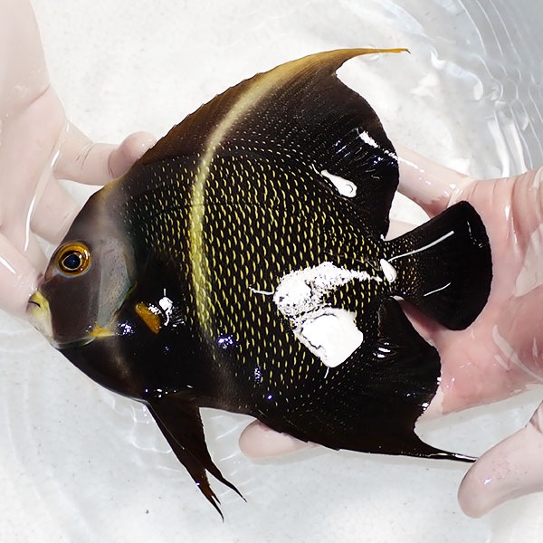 【現物1】フレンチエンゼル 18cm±±!海水魚 ヤッコ 15時までのご注文で当日発送(t111