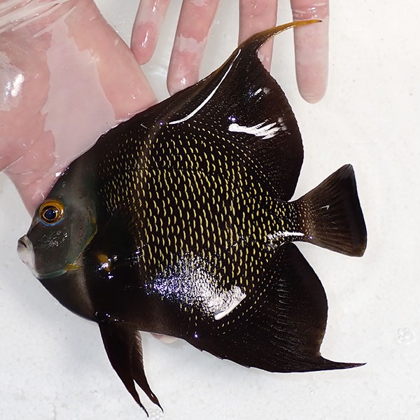 【現物2】粒エサOK フレンチエンゼル 18.5cm± !海水魚 ヤッコ 15時までのご注文で当日発送(t111