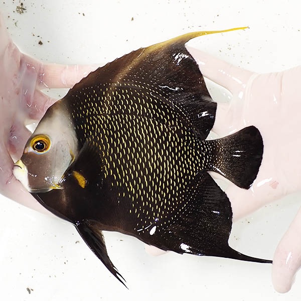 【現物3】フレンチエンゼル 17.5cm± !海水魚 ヤッコ 15時までのご注文で当日発送(t111