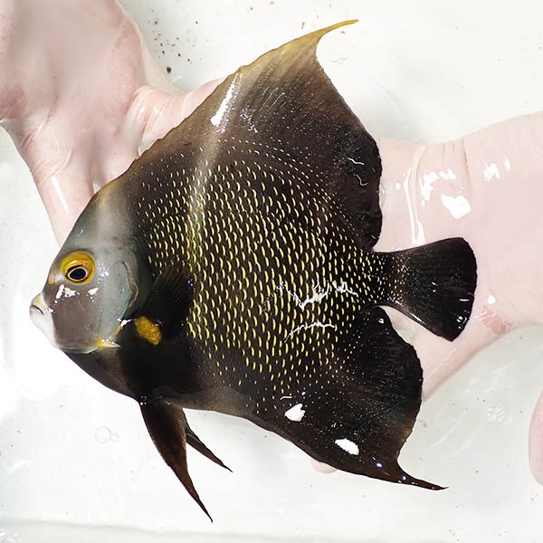 【現物4】フレンチエンゼル 19cm± !海水魚 ヤッコ 15時までのご注文で当日発送(t111