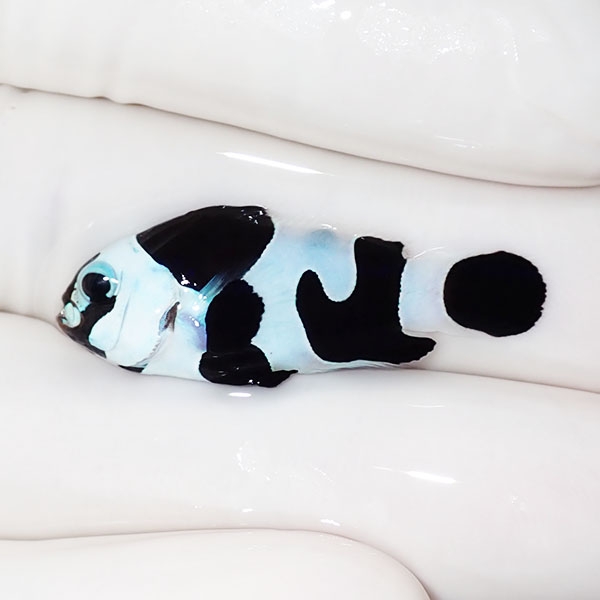 【現物1】ブラックストームクラウン 3.3cm± !海水魚 カクレクマノミ 15時までのご注文で当日発送【クマノミ】(t111