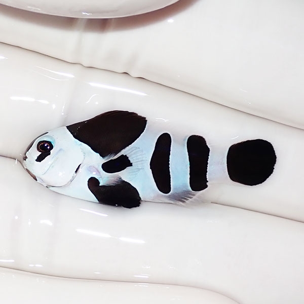 【現物2】ブラックストームクラウン 3.7cm± !海水魚 カクレクマノミ 15時までのご注文で当日発送【クマノミ】(t111