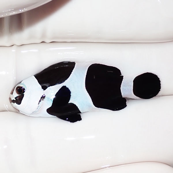 【現物4】ブラックストームクラウン 3.5cm± !海水魚 カクレクマノミ 15時までのご注文で当日発送【クマノミ】(t111