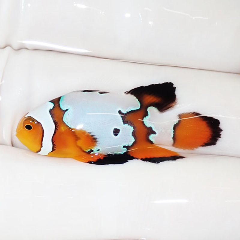【現物1】ロングフィンオセラリス 3.4cm± !海水魚 カクレクマノミ 15時までのご注文で当日発送【クマノミ】(t111