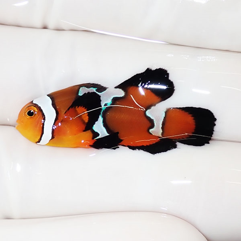 【現物2】ロングフィンオセラリス 3.4cm± !海水魚 カクレクマノミ 15時までのご注文で当日発送【クマノミ】(t111