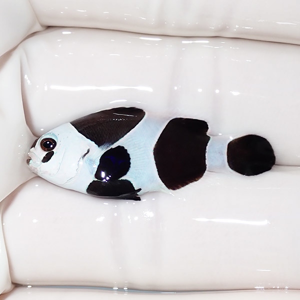 【現物5】ブラックストームクラウン 3.5cm± !海水魚 カクレクマノミ 15時までのご注文で当日発送【クマノミ】(t111