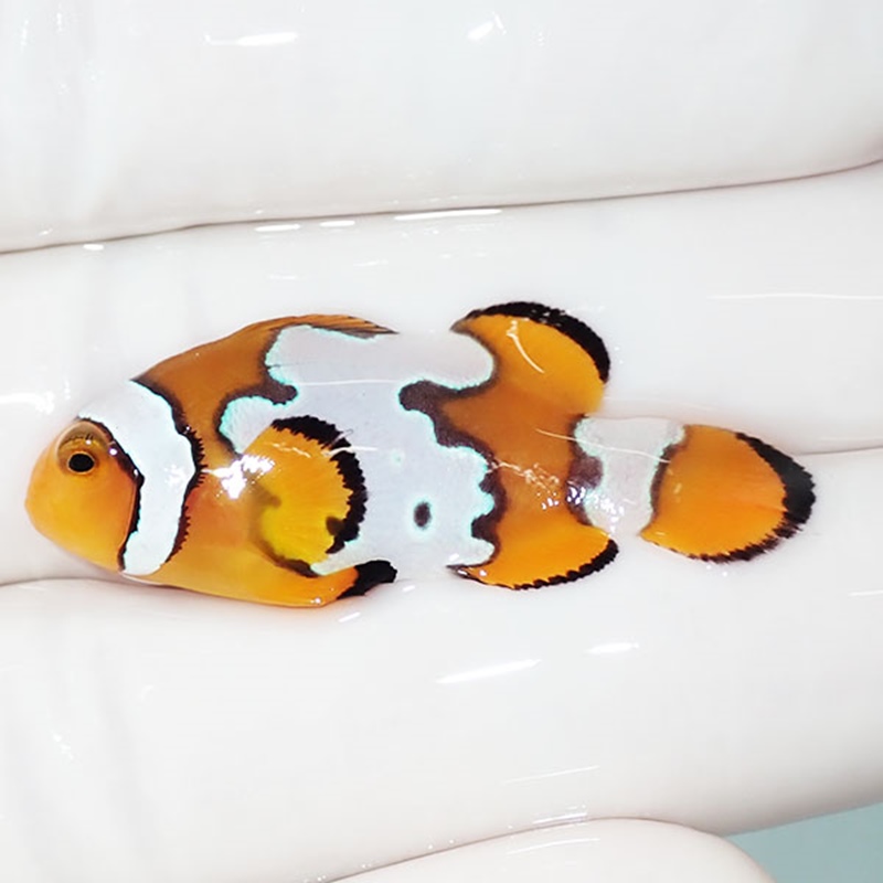 【現物4】スノーフレークオセラリス 4cm±!海水魚 クマノミ ブリード 15時までのご注文で当日発送(t111