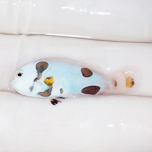 【現物2】スノーストーム 3.5cm± ! ブリード 海水魚 カクレクマノミ(t111(t207