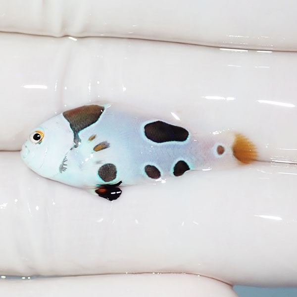 【現物3】スノーストーム 3.3cm± ! ブリード 海水魚 カクレクマノミ(t111(t207