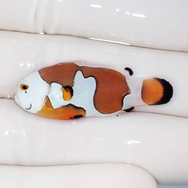 【現物4】オレンジストーム 4cm± ! ブリード 海水魚 カクレクマノミ(t111(t207
