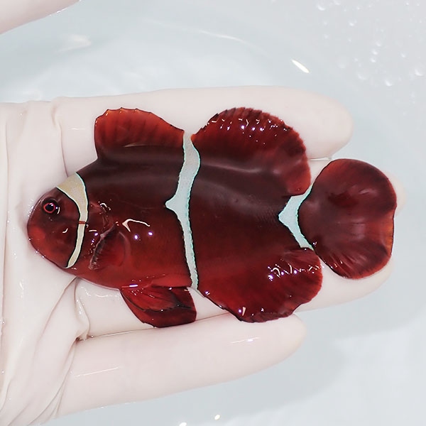 【現物】スパインチーク 8.5cm! wild 海水魚 クマノミ(t111(t207