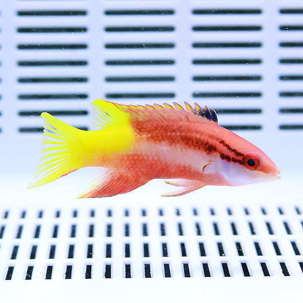 キューバンホグフィッシュ 11-13cm± !海水魚 ベラ 15時までのご注文で当日発送(t122