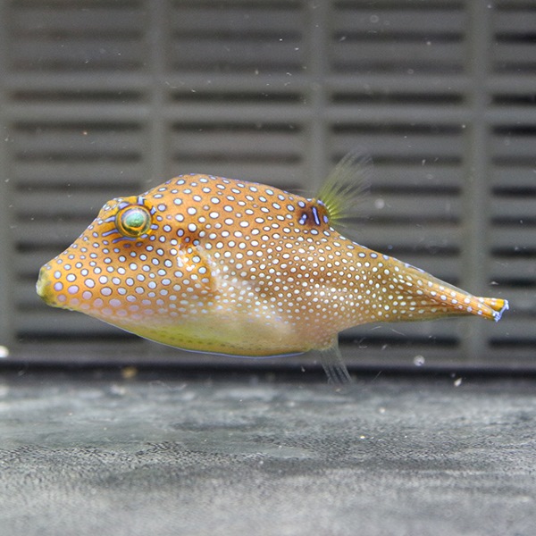 インドパシフィックトビー 5-7cm± ! 海水魚 フグ 15時までのご注文で当日発送(t123