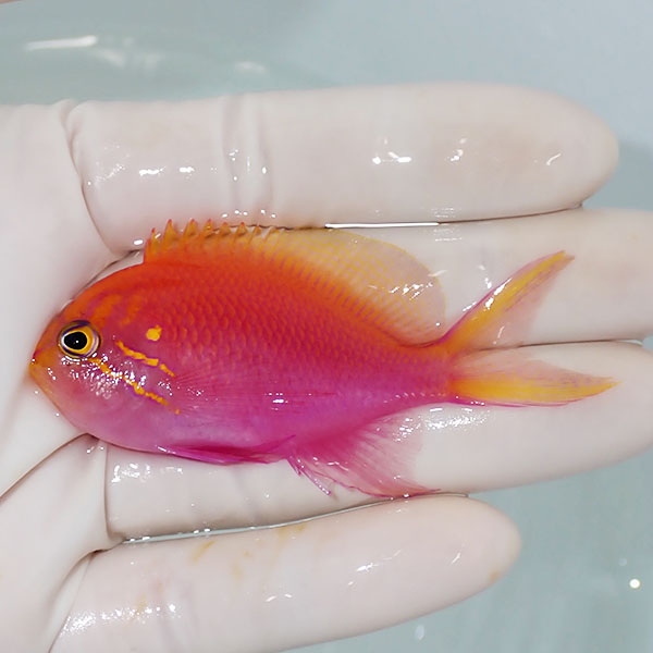 【現物2】ハナゴンベ 7cm±!海水魚 ハナダイ15時までのご注文で当日発送【ハナダイ】(t207