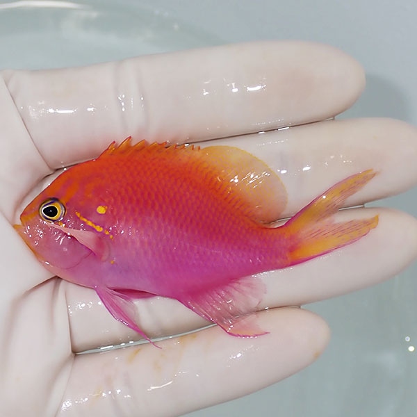 【現物3】ハナゴンベ 7.5cm±!海水魚 ハナダイ15時までのご注文で当日発送【ハナダイ】(t207
