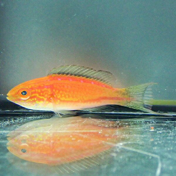 ツキノワ×ピンテール 5-7cm± ! 海水魚 ベラ 15時までのご注文で当日発送(t122