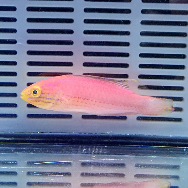 クレナイイトヒキベラ 雌より 6-8cm± ! 海水魚 ベラ 15時までのご注文で当日発送(t122