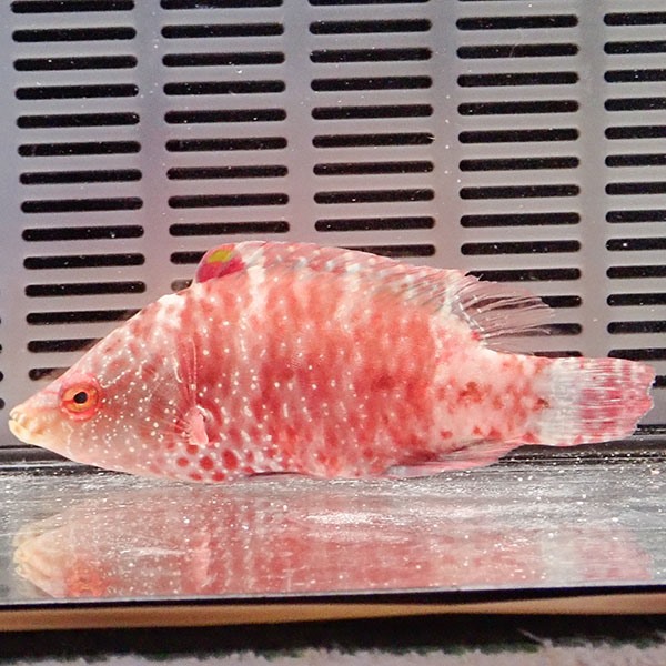 ミツボシモチノウオ 7-9cm±! 海水魚 ベラ 15時までのご注文で当日発送(t122