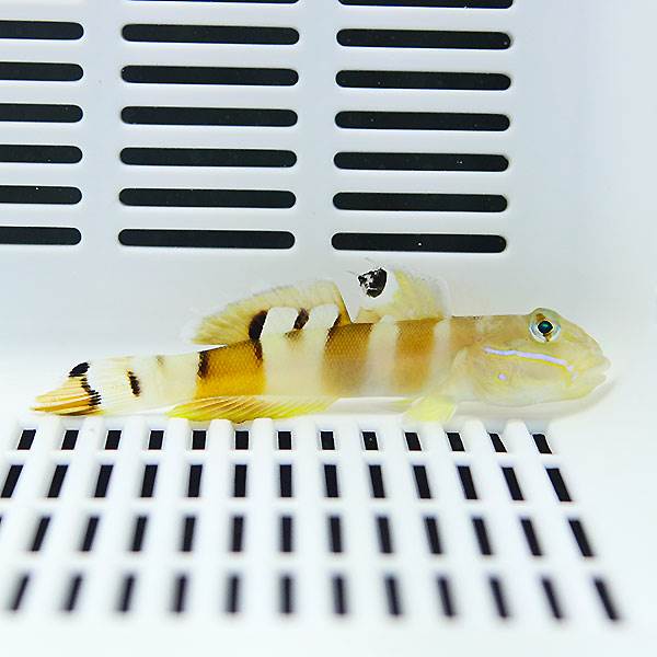 ササハゼ大き目 10-12cm±! 海水魚 ベラ 15時までのご注文で当日発送(t121