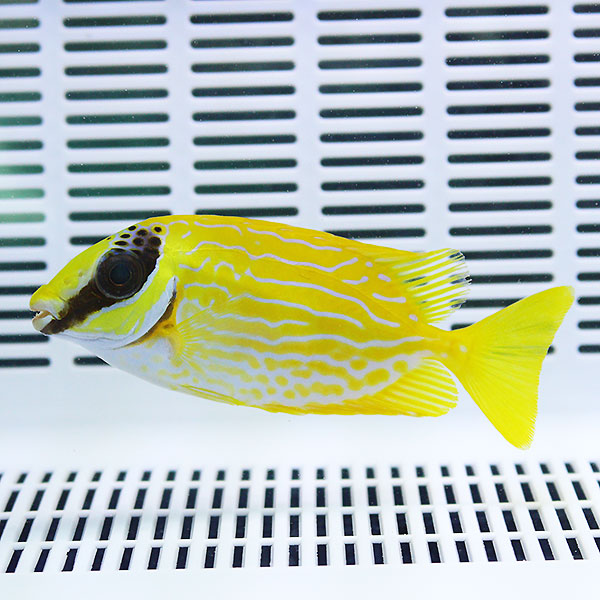 マジリアイゴ 10-12cm±!   海水魚 アイゴ 苔取 15時までのご注文で当日発送(t119