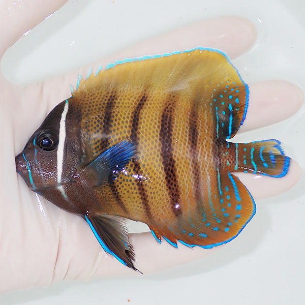 【現物3】ロクセンヤッコ 11cm± ! 海水魚 ヤッコ 15時までのご注文で当日発送(t111(t207