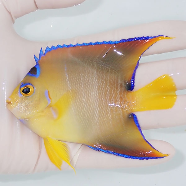 【現物4】粒エサOK タウンゼントエンゼル 10cm± !海水魚 ヤッコ 15時までのご注文で当日発送(t111(t207