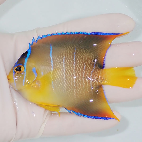 【現物5】粒エサOK タウンゼントエンゼル 9.5cm± !海水魚 ヤッコ 15時までのご注文で当日発送(t111(t207