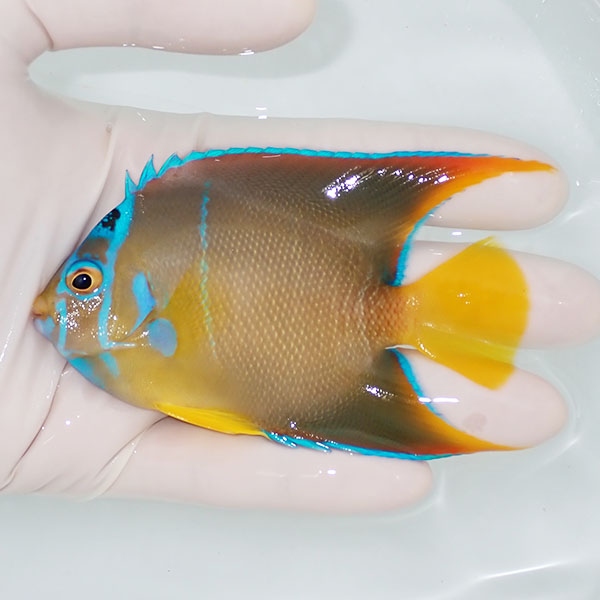 【現物6】粒エサOK タウンゼントエンゼル 9.5cm± !海水魚 ヤッコ 15時までのご注文で当日発送(t111(t207