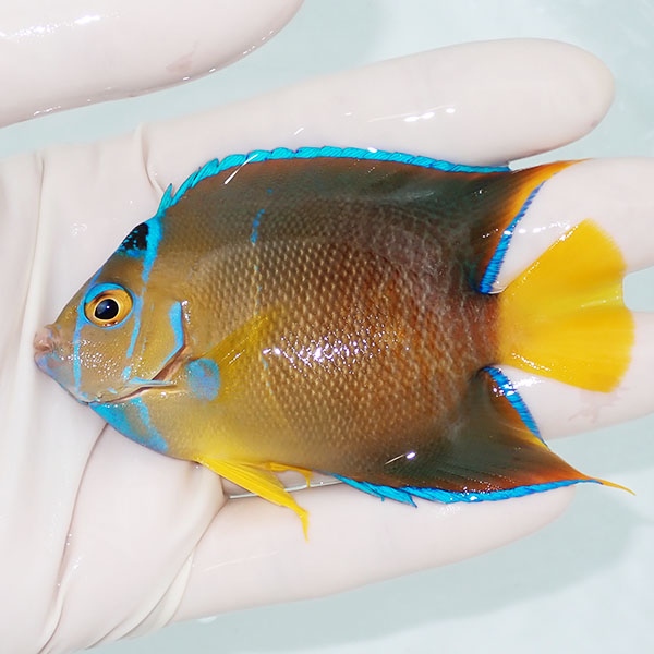 【現物7】粒エサOK タウンゼントエンゼル 9cm± !海水魚 ヤッコ 15時までのご注文で当日発送(t111(t207