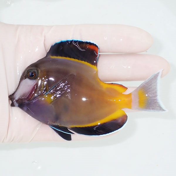 【現物1】ナミダクロハギ 奇形 10cm± ! 海水魚 ハギ 15時までのご注文で当日発送(t119(t207