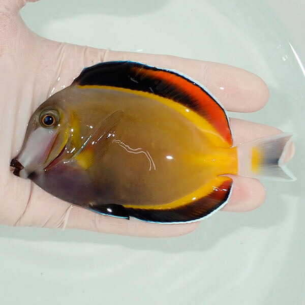 【現物2】ナミダクロハギbig 11cm± ! 海水魚 ハギ 15時までのご注文で当日発送(t119(t207