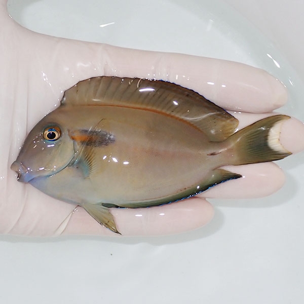 【現物2】モンツキハギ big 11cm±!海水魚 ハギ 15時までのご注文で当日発送(t119(t207