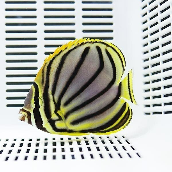 オウギチョウ 7-9cm±! 海水魚 チョウチョウウオ 15時までのご注文で当日発送(t114