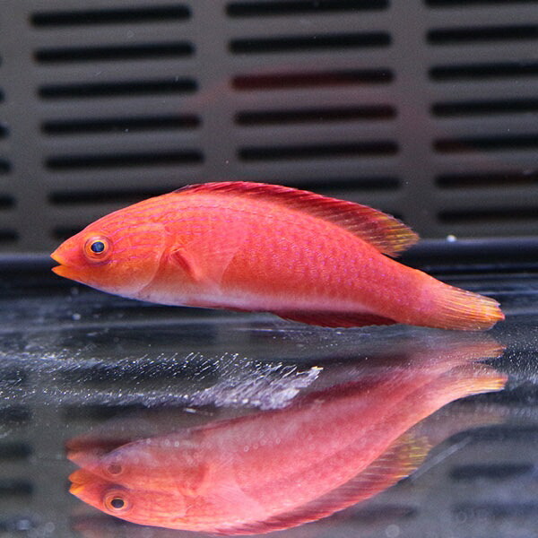 セイルフィンフェアリーラス♀ 4-6cm±! 海水魚 ベラ 15時までのご注文で当日発送(t122