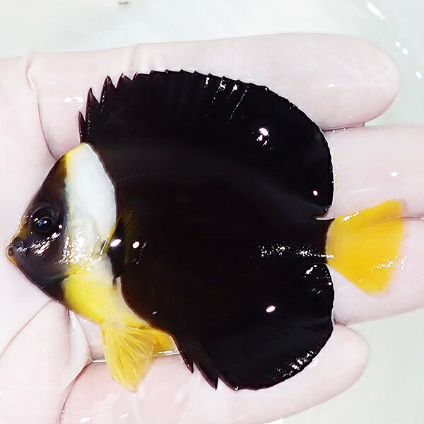 【現物】クイーンズランドイエローテールエンゼル 7cm± 海水魚 ヤッコ 餌付け!15時までのご注文で当日発送(t111(t207