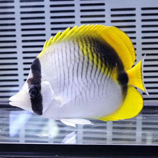 ニセフウライ 6-8cm±! 海水魚 チョウチョウウオ 15時までのご注文で当日発送(t114