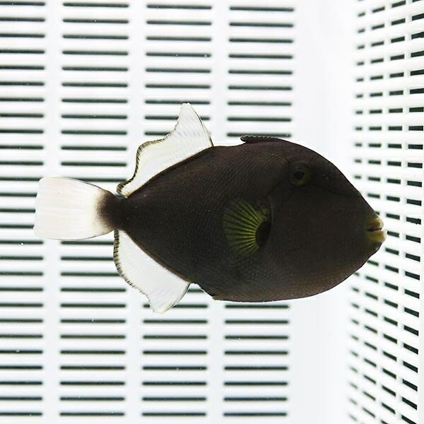 クロモンガラ 10-12cm±! 海水魚 モンガラ 餌付け15時までのご注文で当日発送(t119【モンガラ】