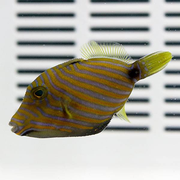 クマドリモンガラ 4-5cm± !  海水魚 ハギ! 餌付け15時までのご注文で当日発送(t119【モンガラ】