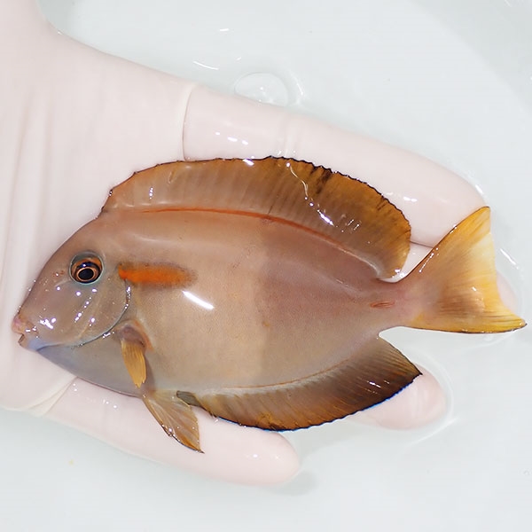 【現物】モンツキハギbig 11cm±! 海水魚 ハギ 15時までのご注文で当日発送(t119(t207