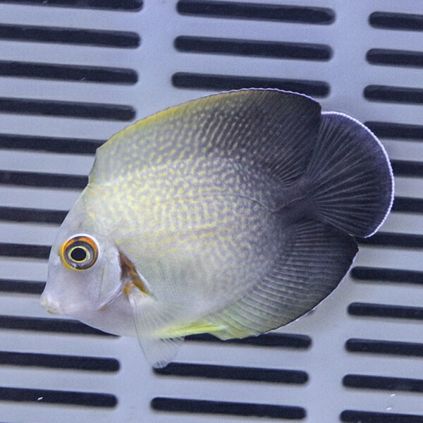 クログチニザダイ（ナメラヤッコタイプ） 4-6cm!海水魚 ハギ 15時までのご注文で当日発送(t119